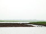 Foto: Cilts sievietes un saldūdens delfīnu meklējumi Borneo